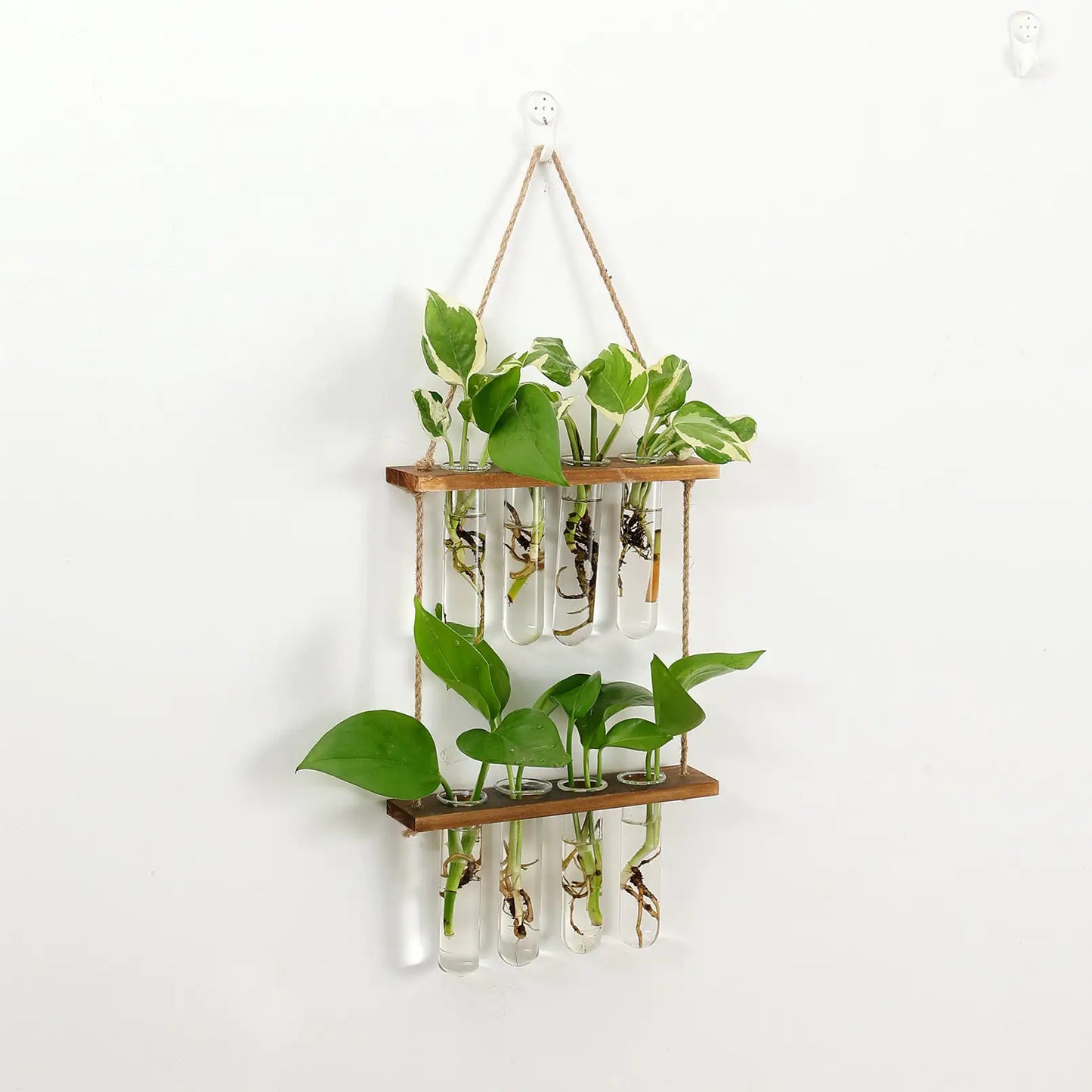 Wall Hanging Test Tube Propagation Station